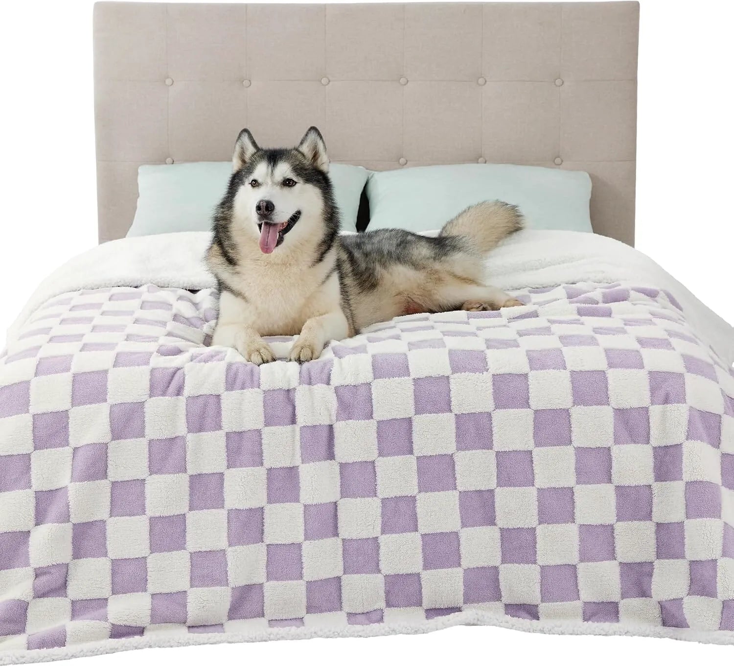 Lavender Checks